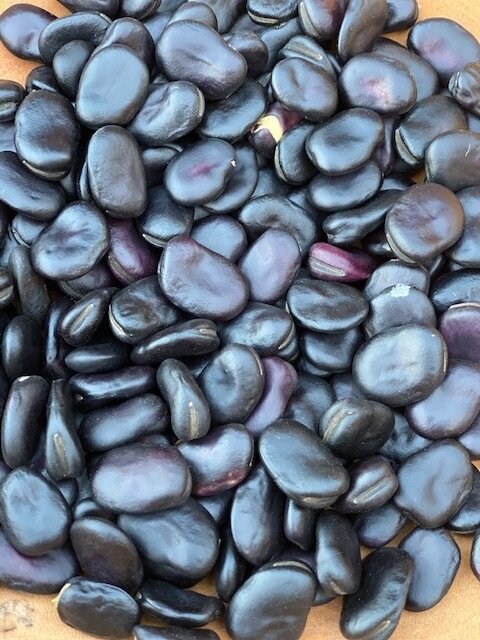 Black Russian Fava Bean