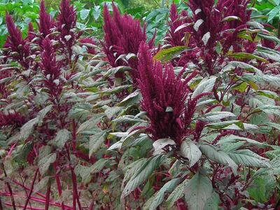 Mayo Indian Amaranth