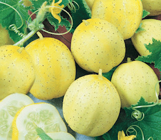 Lemon Cucumber