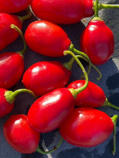 Hairy Bolivian Pepper