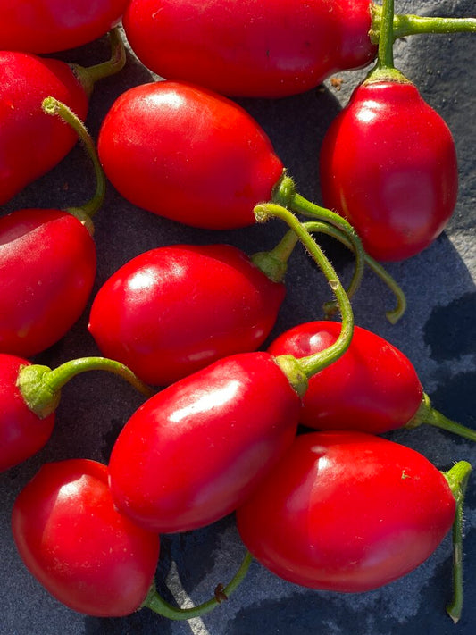 Hairy Bolivian Pepper