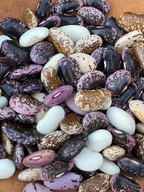Sadie's Horse Runner Bean