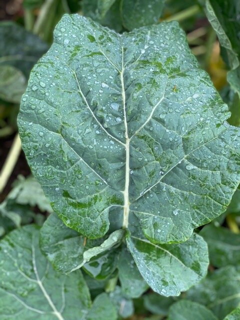 Wild Dreams Kale