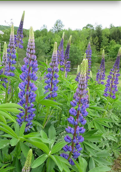 Lupine