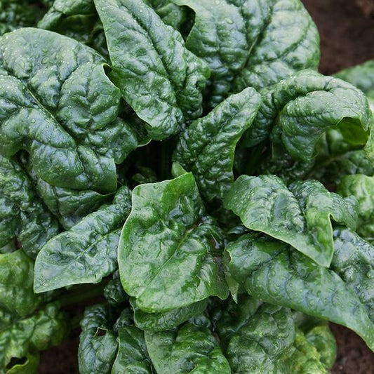 Abundant Bloomsdale Spinach