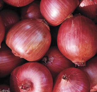 Rossa di Milano Onion
