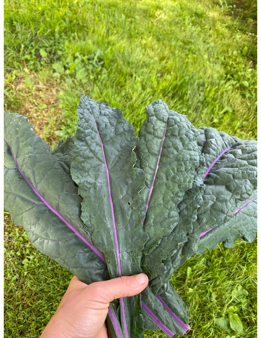 Dazzling Blue Kale