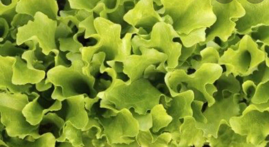 Gold Rush Leaf Lettuce