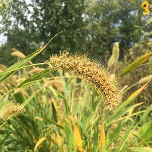 Foxtail Millet