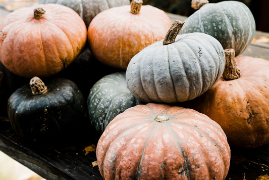 Maxima Mash Up Winter Squash