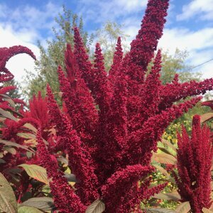 Elana's Rojo Amaranth