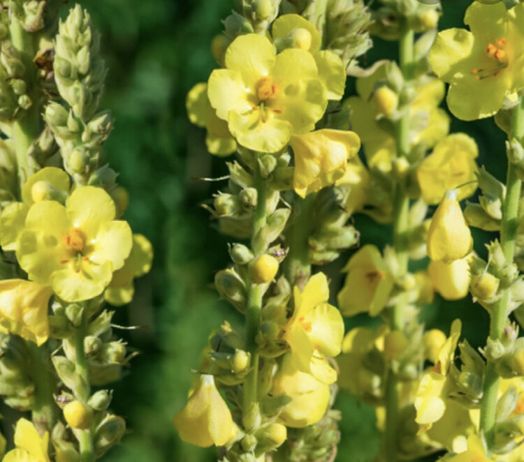 Olympic Mullein