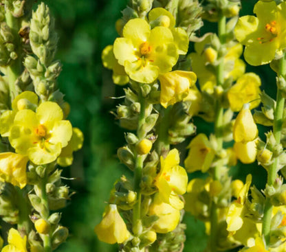 Olympic Mullein