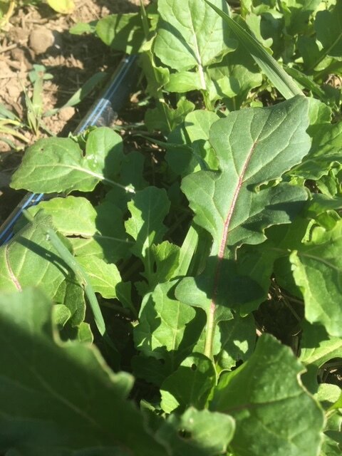 Island Arugula