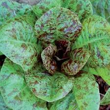 Forellenschluss lettuce