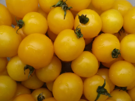 Galina Cherry Tomato