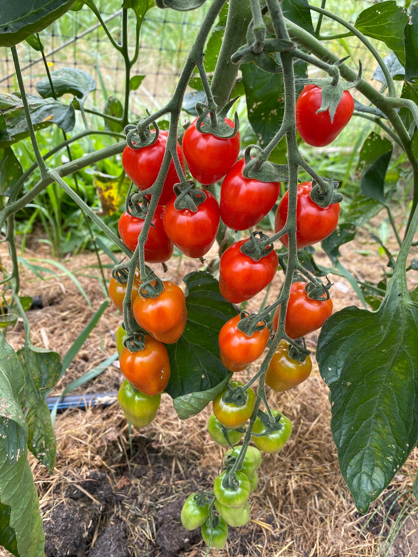 Gardeners Sweetheart Cherry Tomato