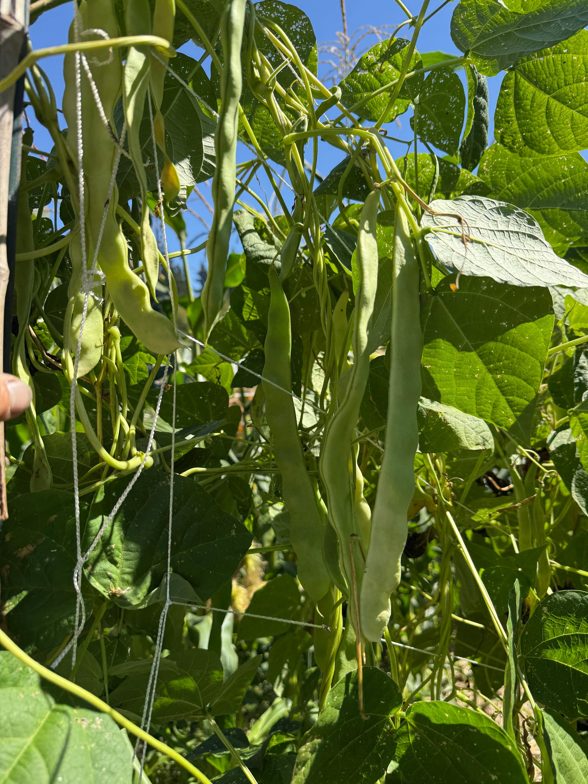 planting pole beans from seed Helda Romano Pole Bean – Wild Dreams Farm and Seed