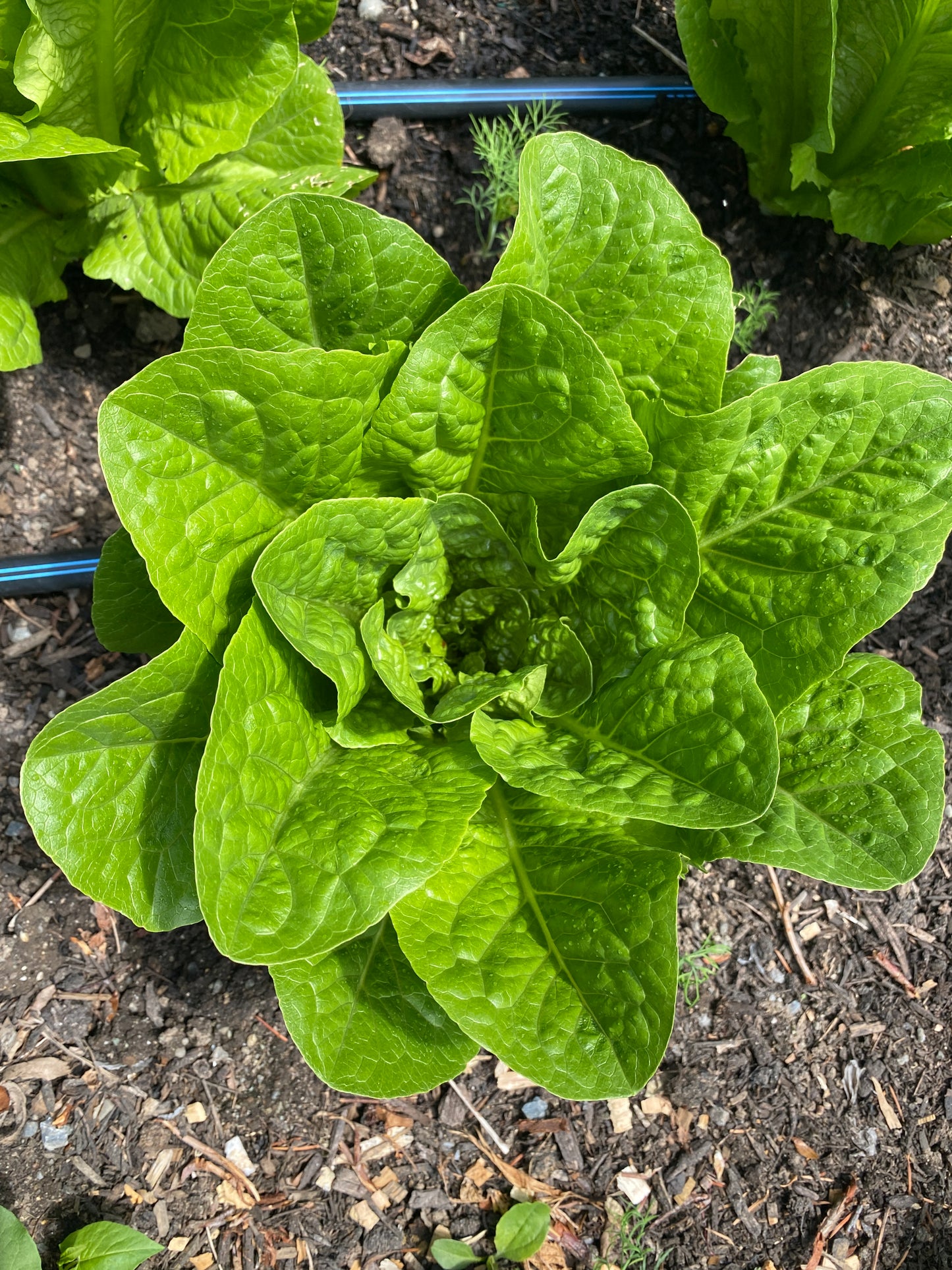 Big Ol' Bowl of Greens