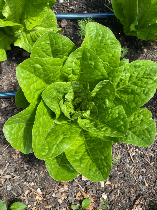 Big Ol' Bowl of Greens