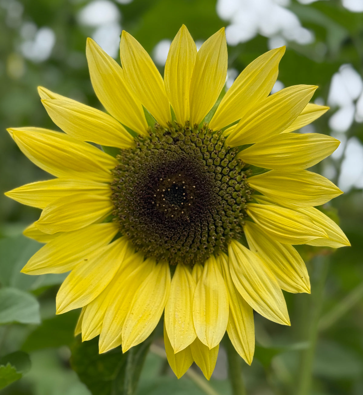 Sunflower Skip Lemon Queen Sunflower – Wild Dreams Farm and Seed