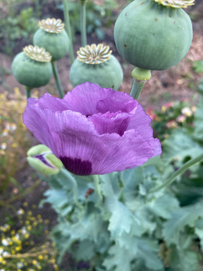 Multicolored Breadseed Poppy Mix