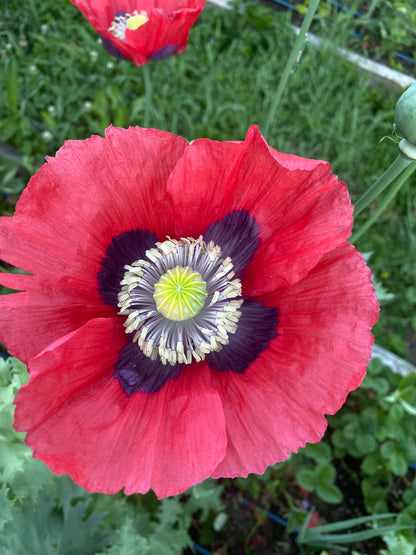 Multicolored Breadseed Poppy Mix