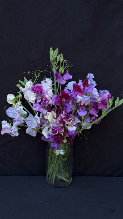 Purple and White Sweet Pea Mix