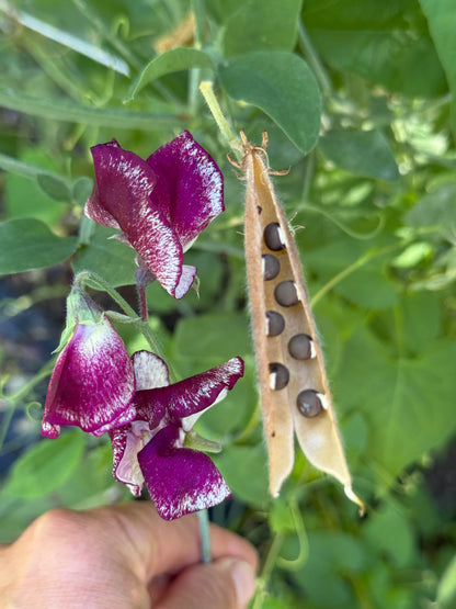 Purple and White Sweet Pea Mix