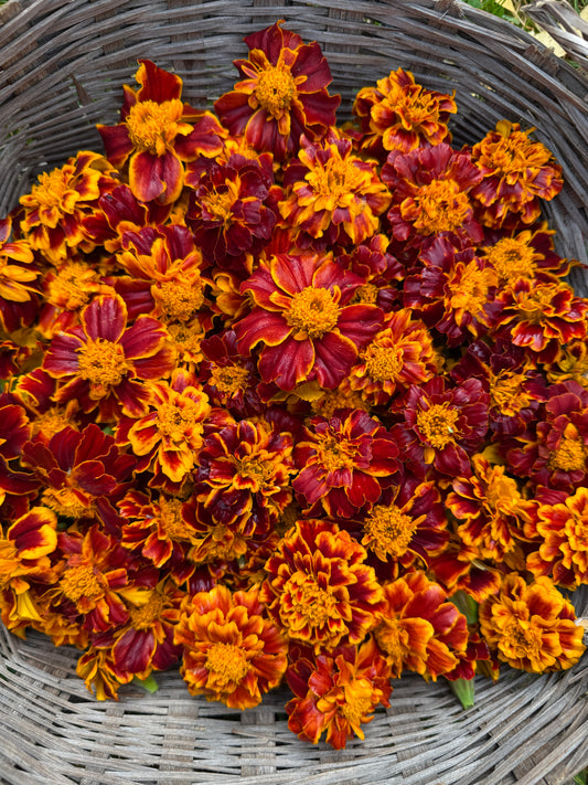 Queen Sophia Marigold