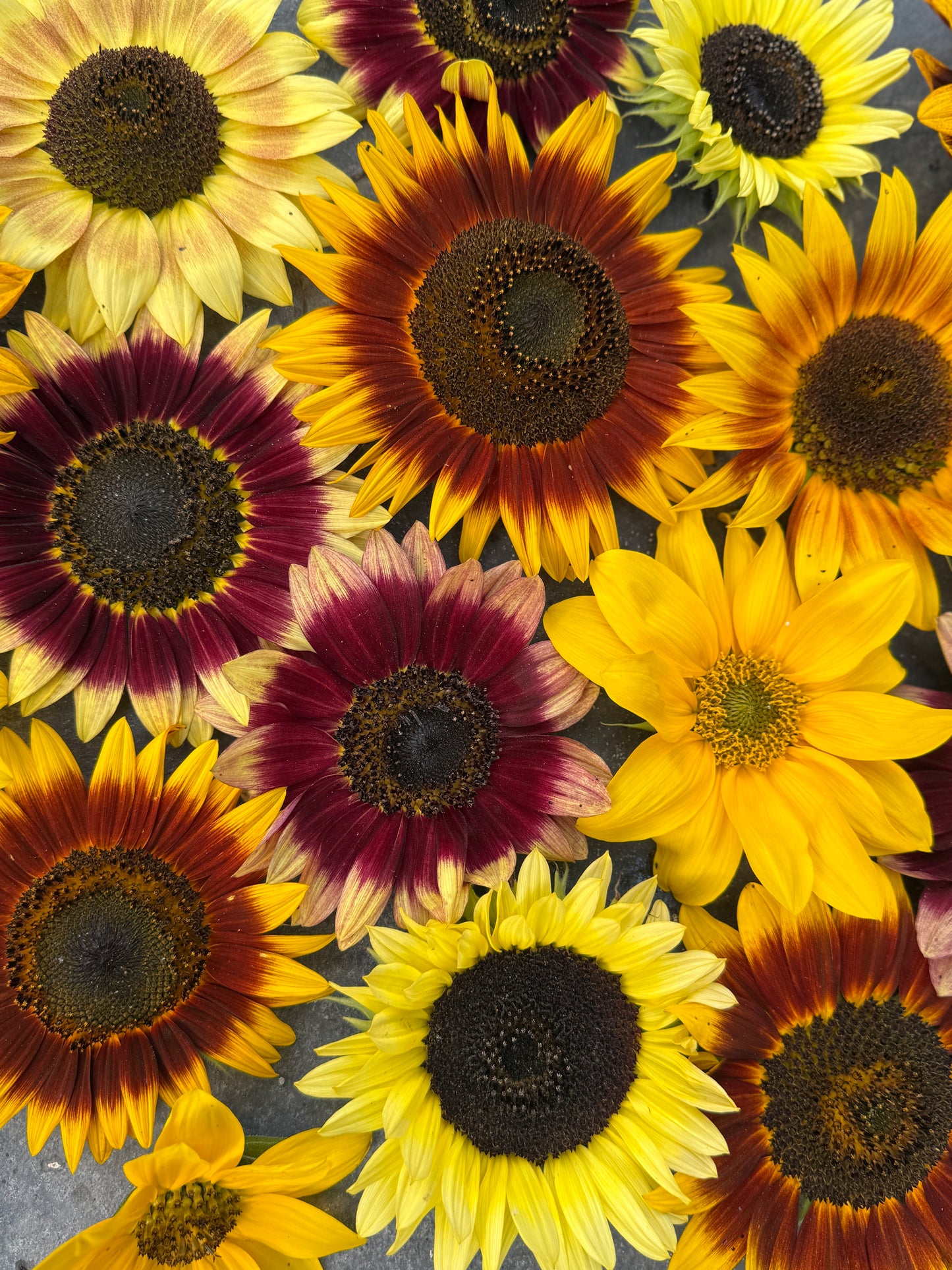 Ring of Fire Sunflower