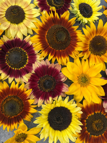 Ring of Fire Sunflower