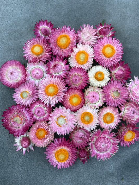 Silvery Rose Strawflower