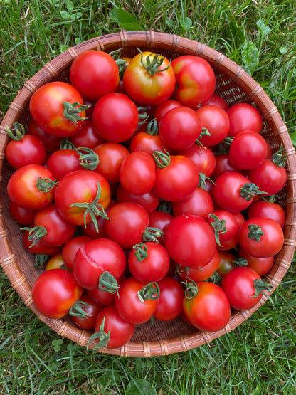 Stupice Salad Tomato