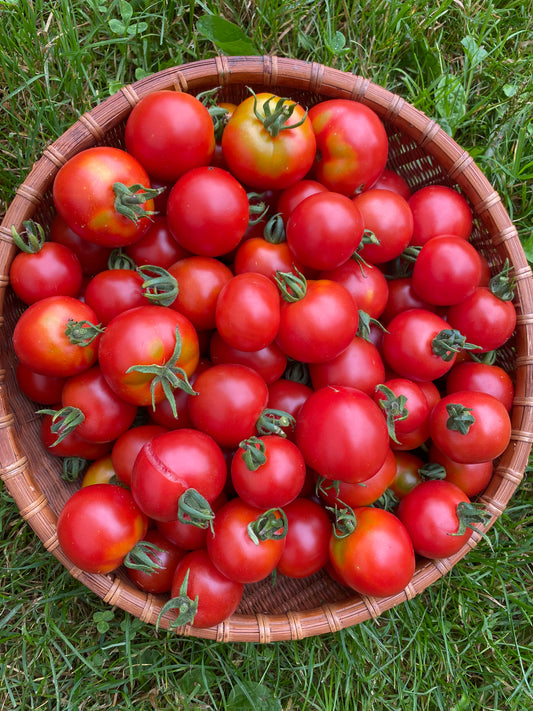Stupice Salad Tomato