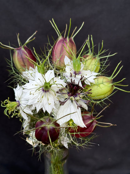 Albion Black Pod Nigella