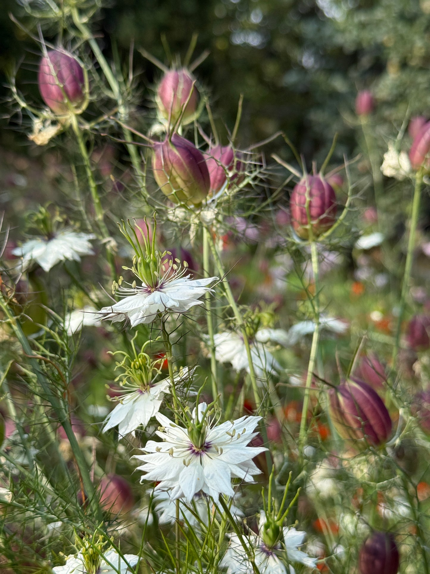 Albion Black Pod Nigella